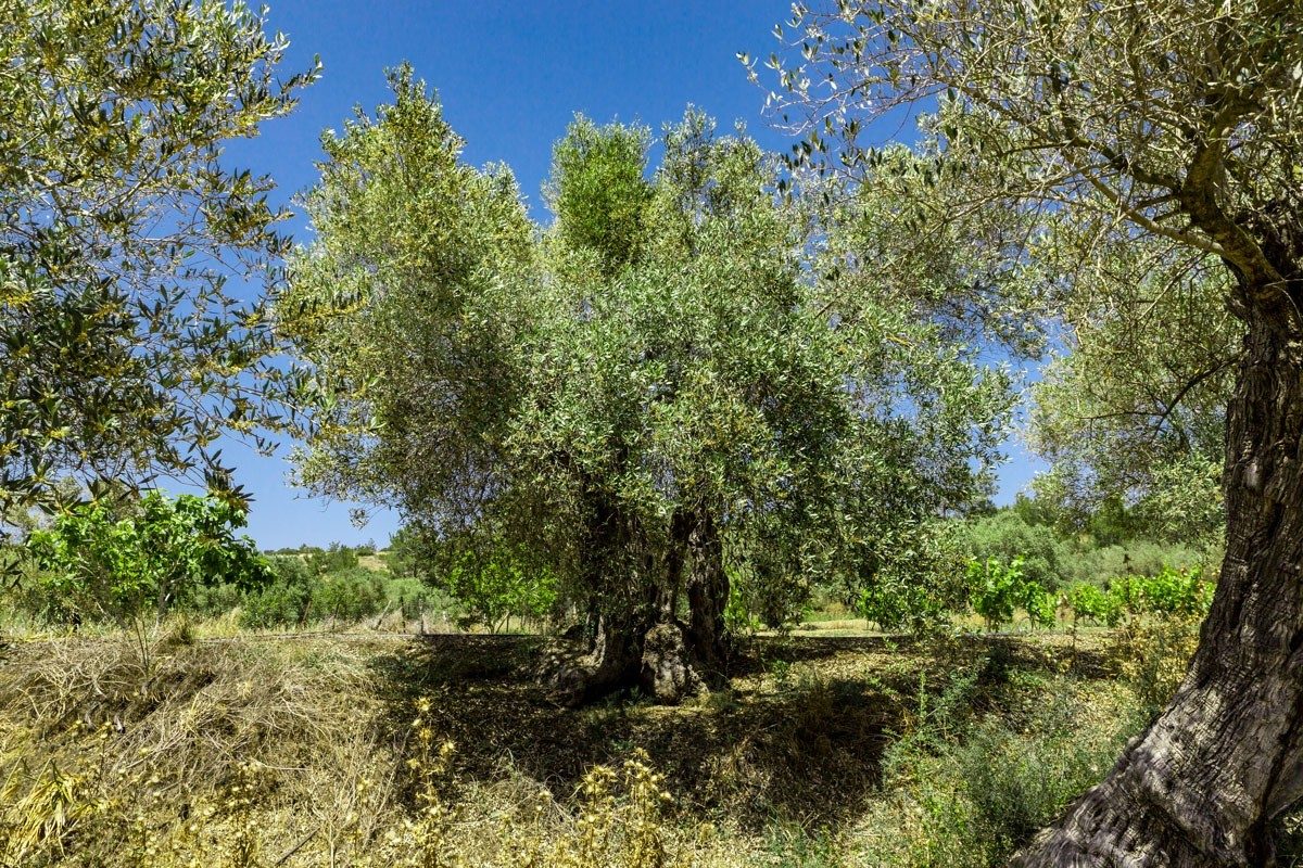 Alte Olivenbäume in sonniger Landschaft