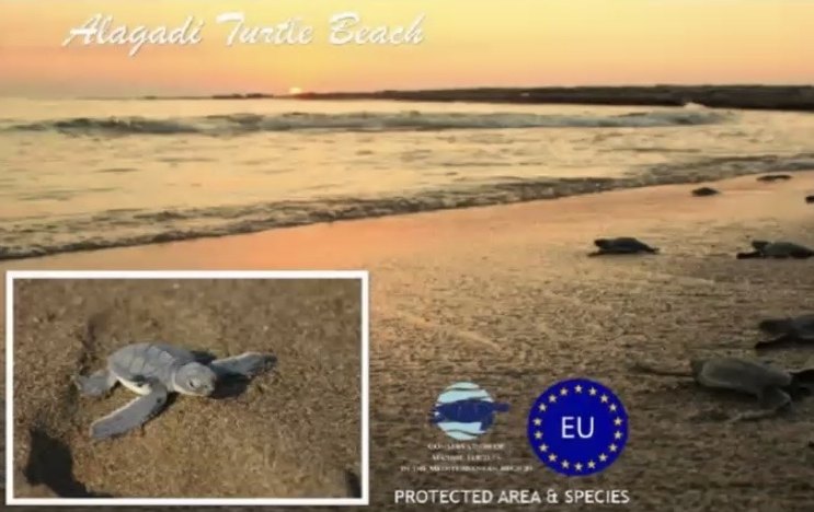 Frisch geschlüpfte Meeresschildkröten am Alagadi Turtle Beach bei Sonnenuntergang